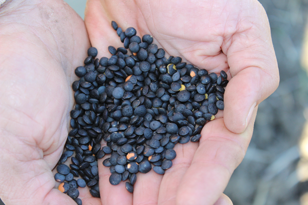 Lenticchia Nera Siciliana
