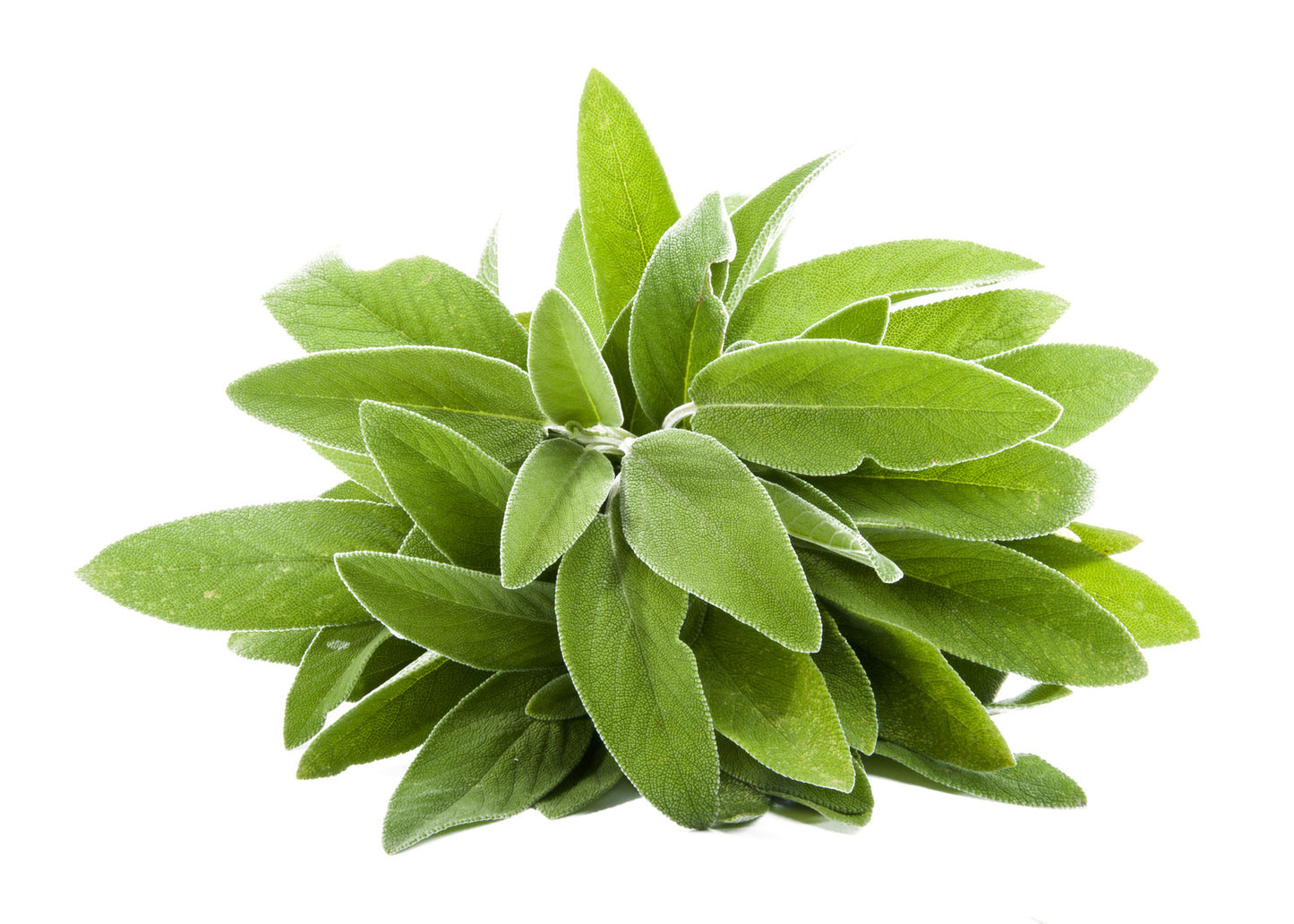 Salvia in Polvere Sterilizzata